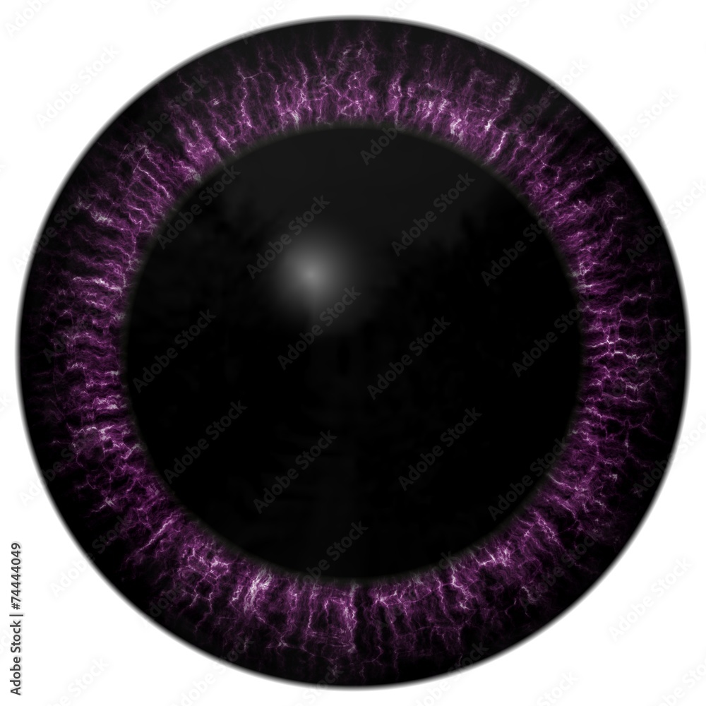 Fototapeta premium Animal eye with purple colored iris, detail view into eye bulb