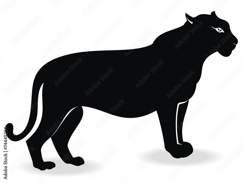 Obraz premium Black cougar