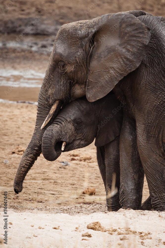 elefanti tanzania abbraccio