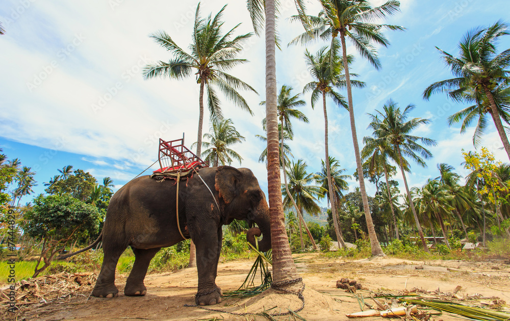 Naklejka premium Thai Elephant with bench for trekking
