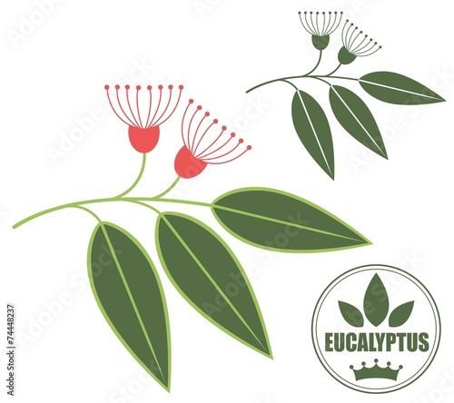 Eucalyptus
