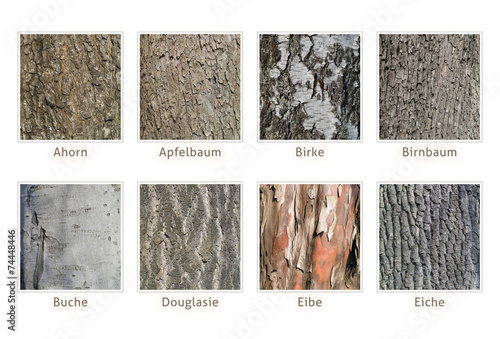 Baumrinden Übersicht freigestellt