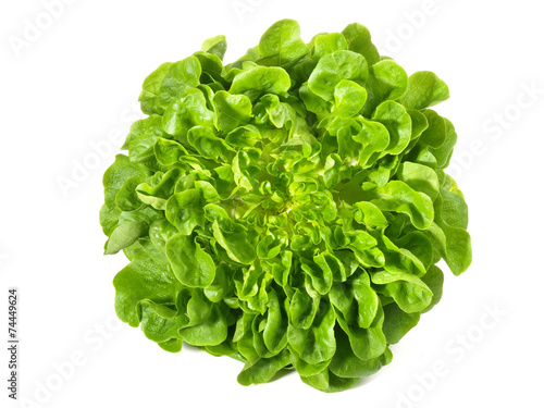Eichenlaubsalat - grün