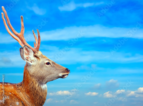 Sika deer against sky photo