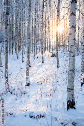 Snowy birch forest and sun light © Juhku