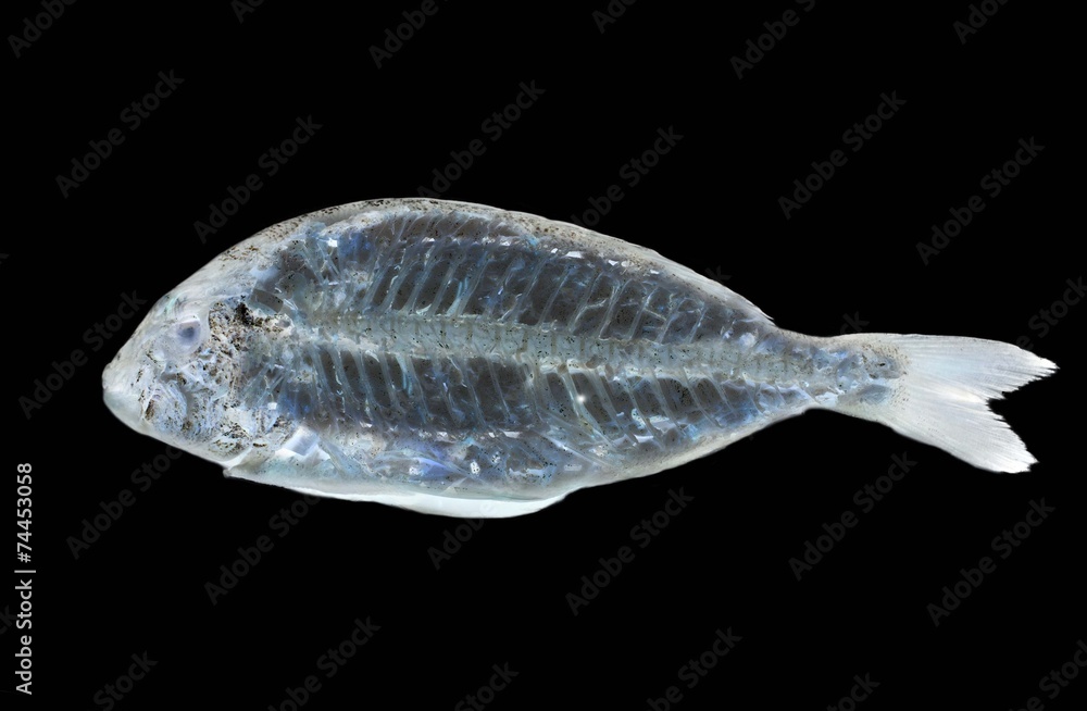 fish x ray Stock-Foto | Adobe Stock