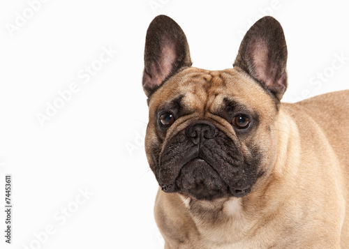 French bulldog puppy on white background