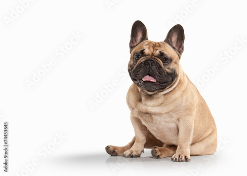 French bulldog puppy on white background