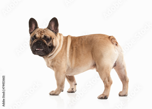 French bulldog puppy on white background