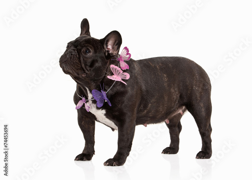 French bulldog puppy on white background