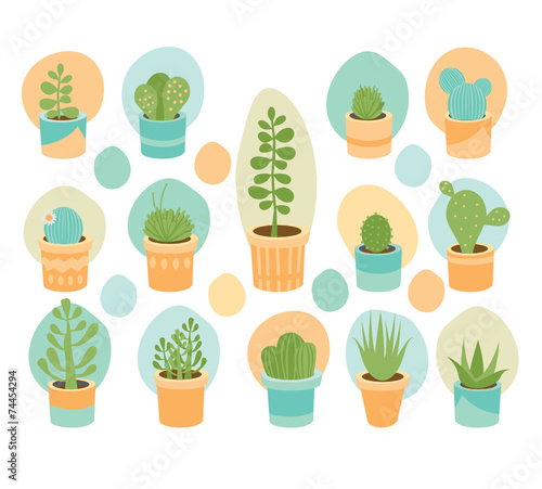 Succulent mix