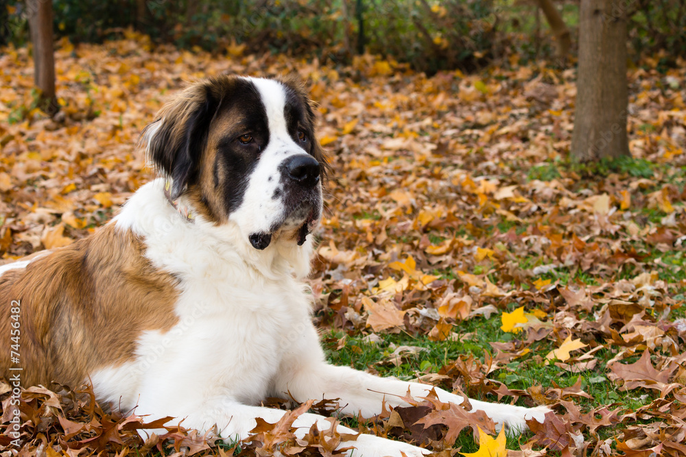 Saint Bernard Dog in Autumn Saint Bernard Dog in Autumn