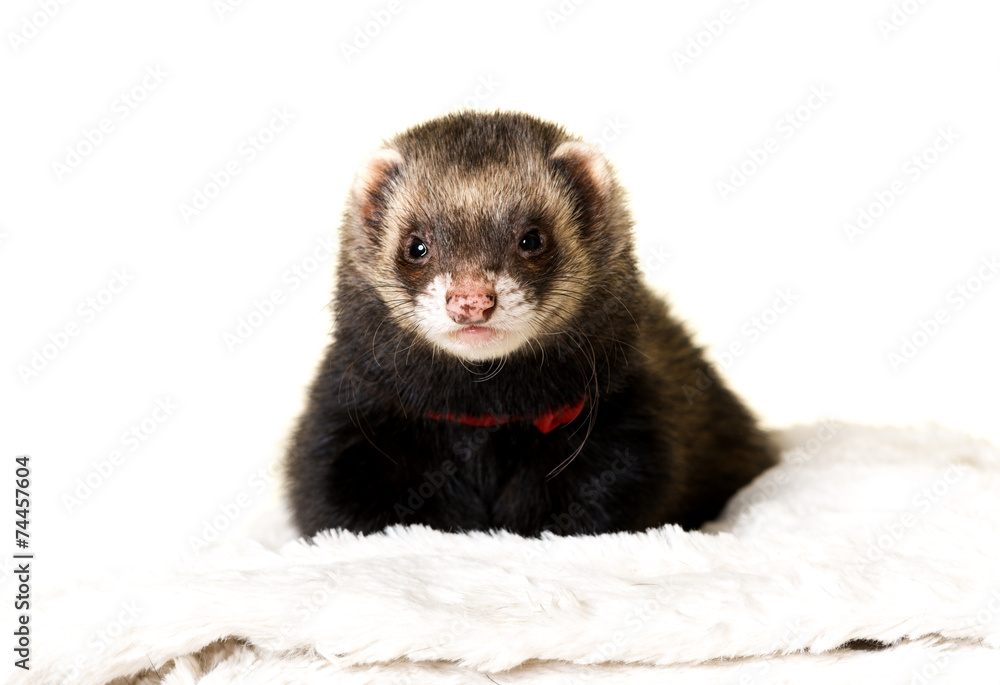 Ferret (Mustela putorius furo) Ferret (Mustela putorius furo)