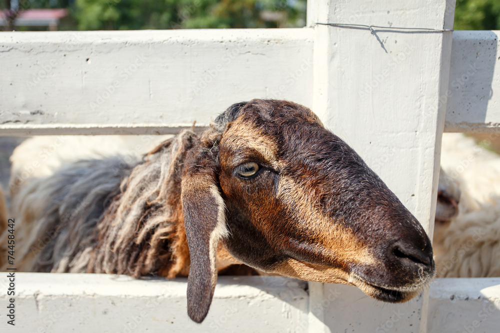 Fototapeta premium sheep