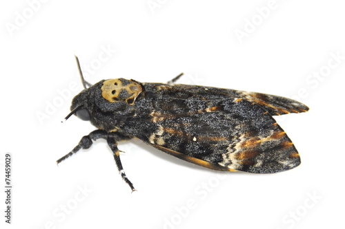 Foto Death's-head Hawk moth, Acherontia atropos on white background