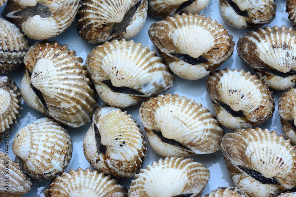 closeup of cockles(scallop) for food background closeup of cockles(scallop) for food background