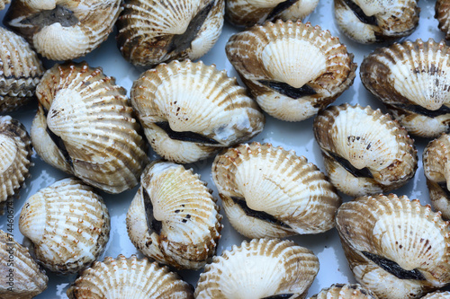 closeup of cockles(scallop) for food background