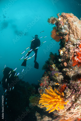 Diver, feather star, coral reef in Ambon, Maluku underwater