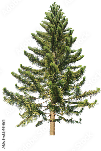 pine tree isolated on a white background