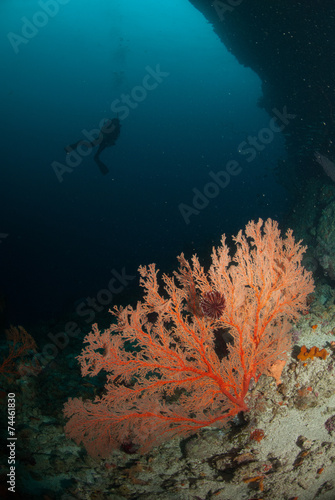Diver, sea fan in Ambon, Maluku, Indonesia underwater