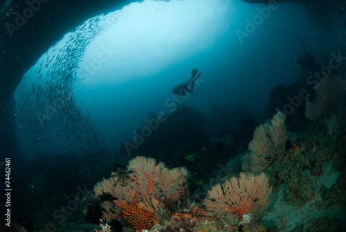 Fototapeta Naklejka Na Ścianę i Meble -  Diver, sea fan in Ambon, Maluku, Indonesia underwater