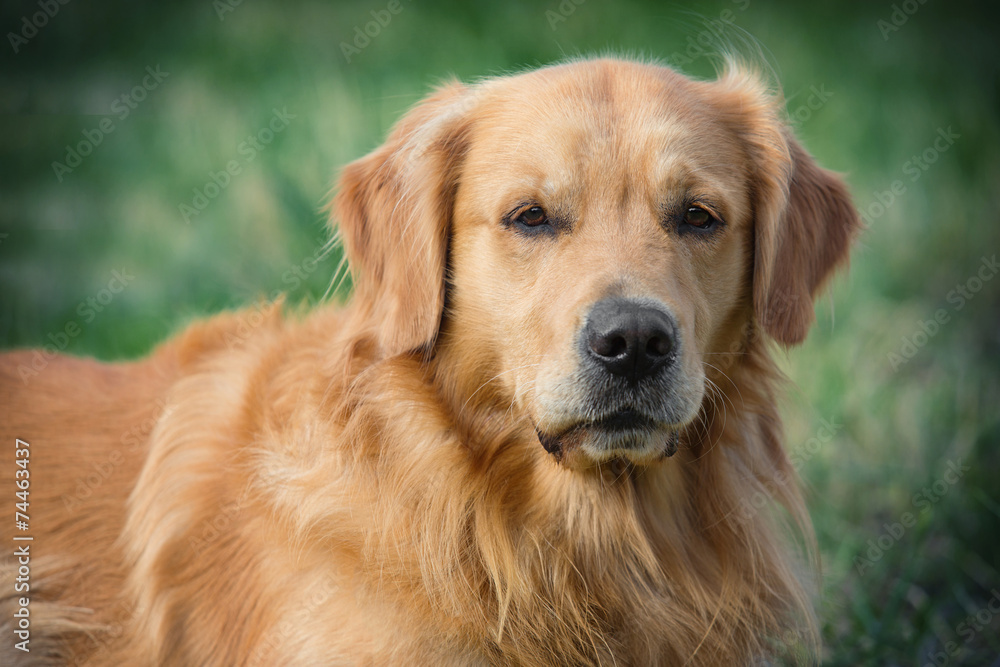 Portrait young beauty dog