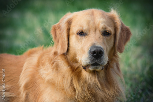 Portrait young beauty dog