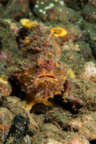 Freckled frogfish in Ambon  Maluku  Indonesia underwater