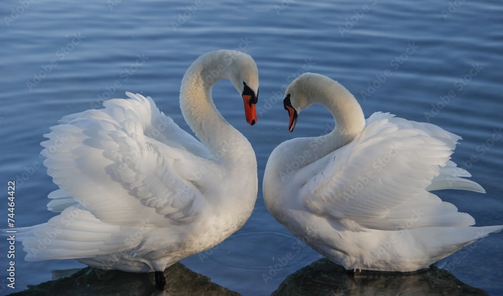 Fototapeta premium l.o.v.e.