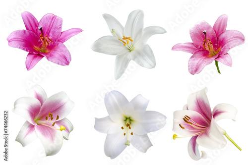 Fototapeta Naklejka Na Ścianę i Meble -  Lily varieties flowers