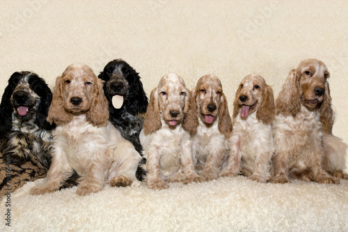 portrait of english cocker spaniel