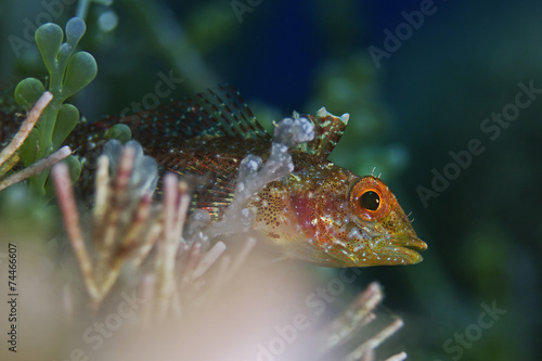 Yellow triplefin  Tripterygion delaisi 