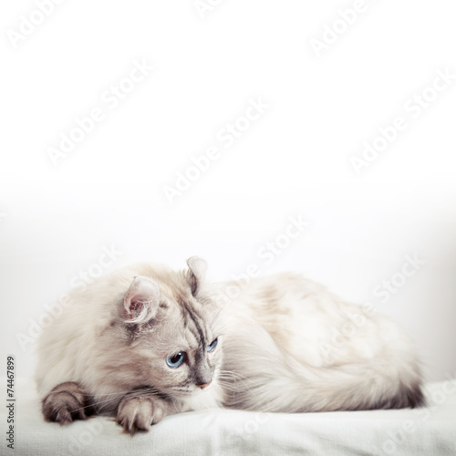 White American Curl cat with pointed color fur