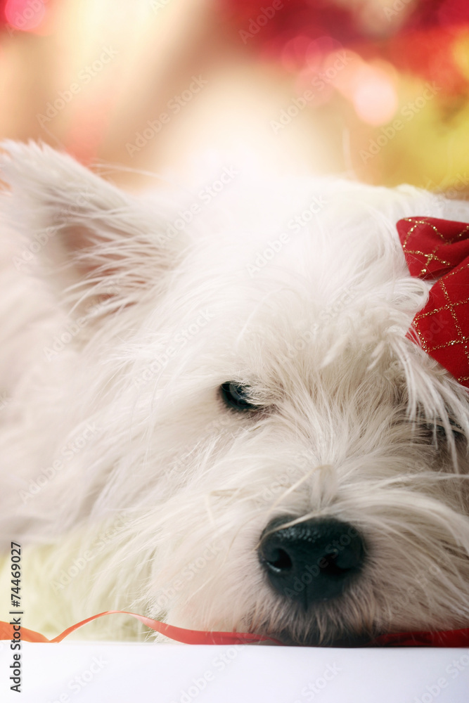 Westie