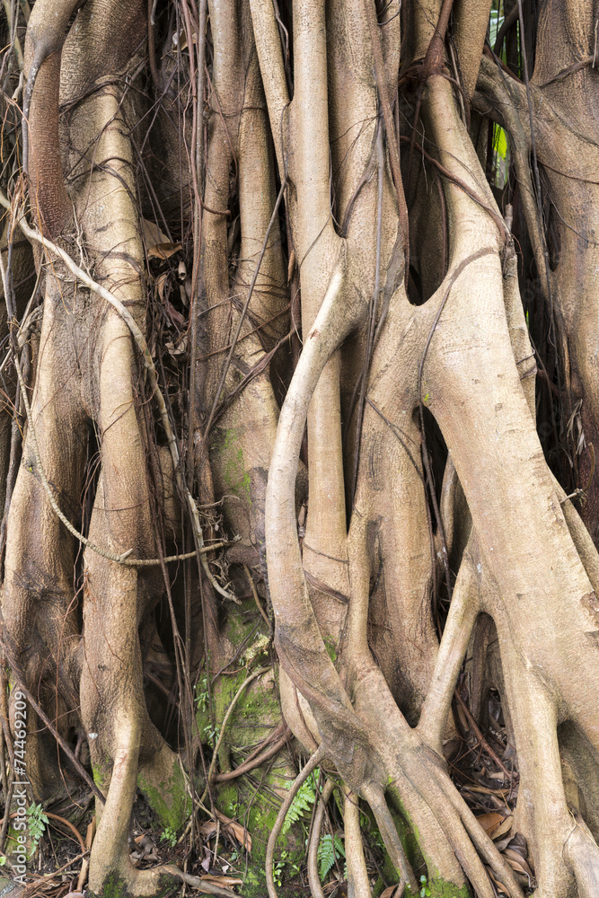 aerial roots