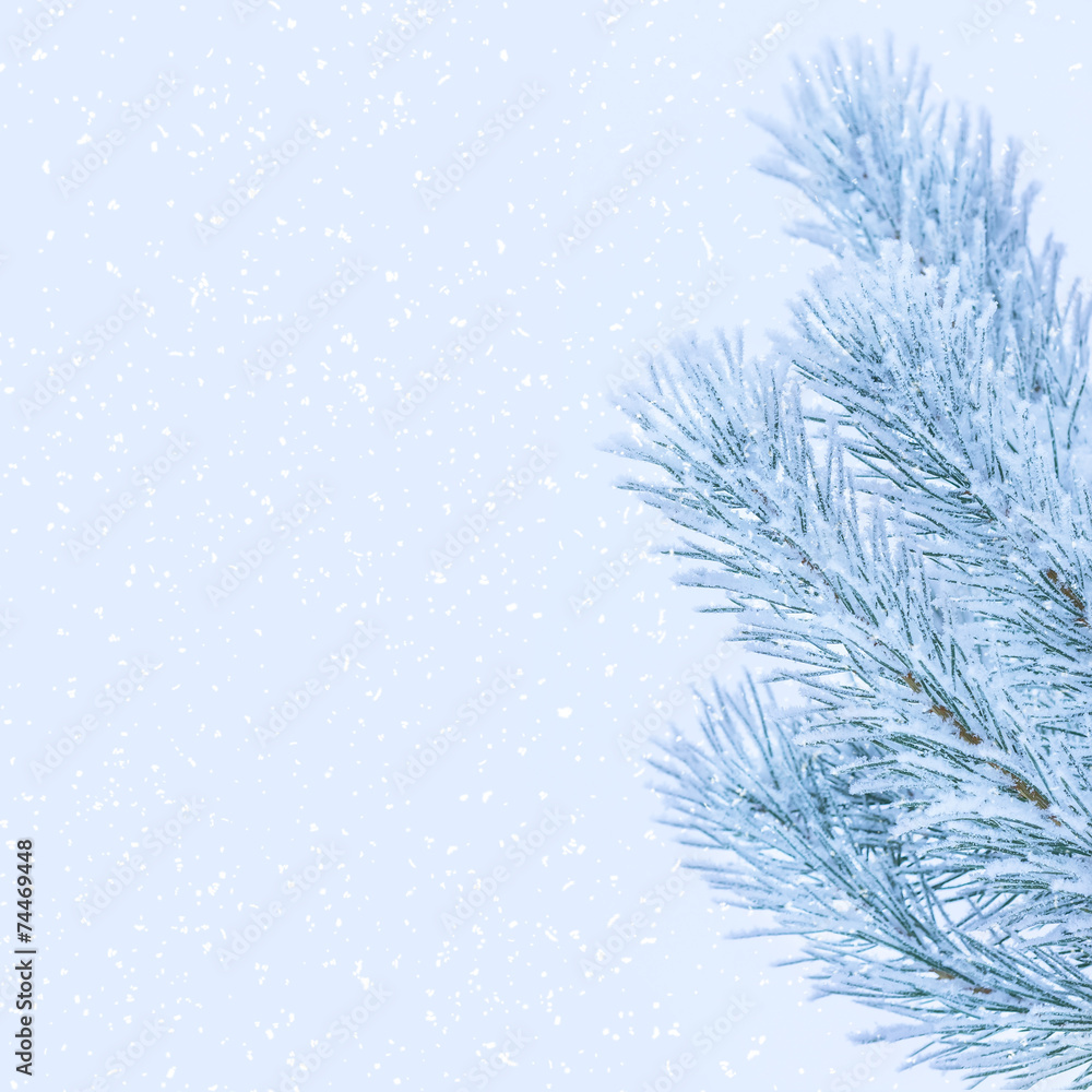 Winter background with snowy pine branches