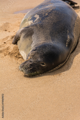 The hawaiian seal resting on the sand