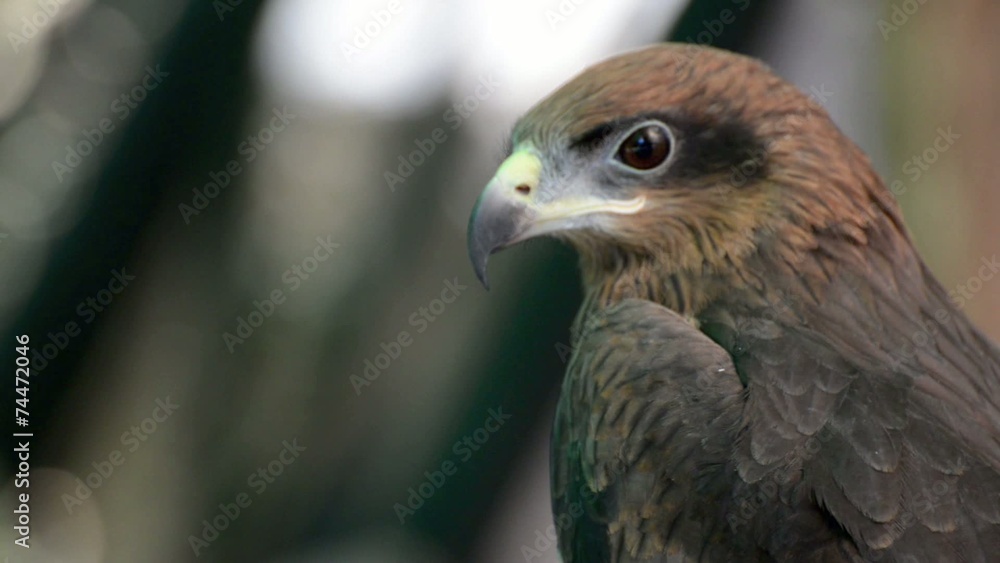 Brown color Hawk Brown color Hawk