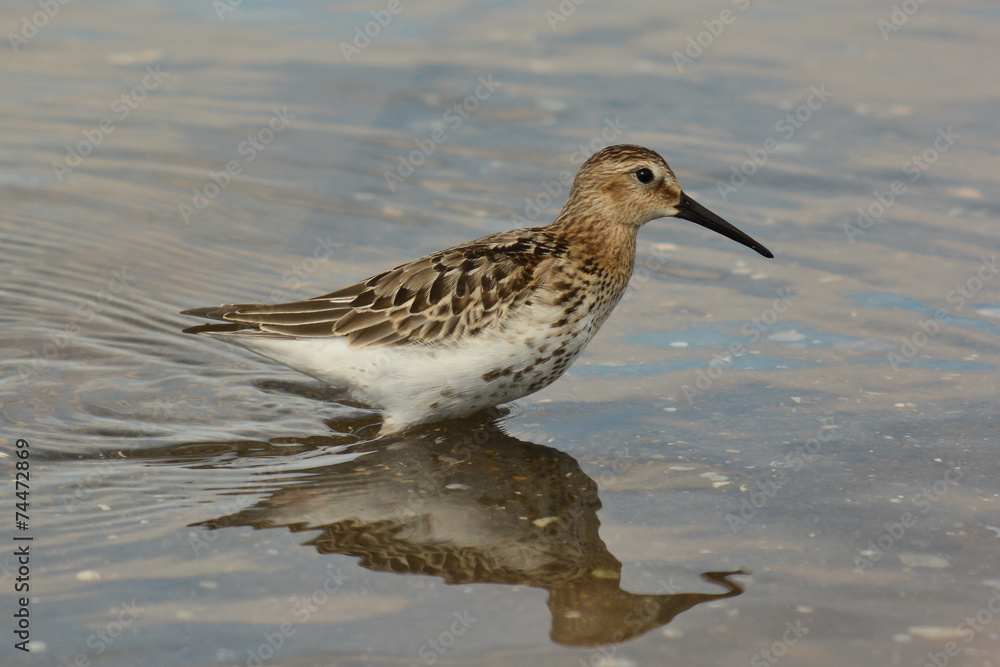 piovanello pancianera (Calidris alpina) piovanello pancianera (Calidris alpina)