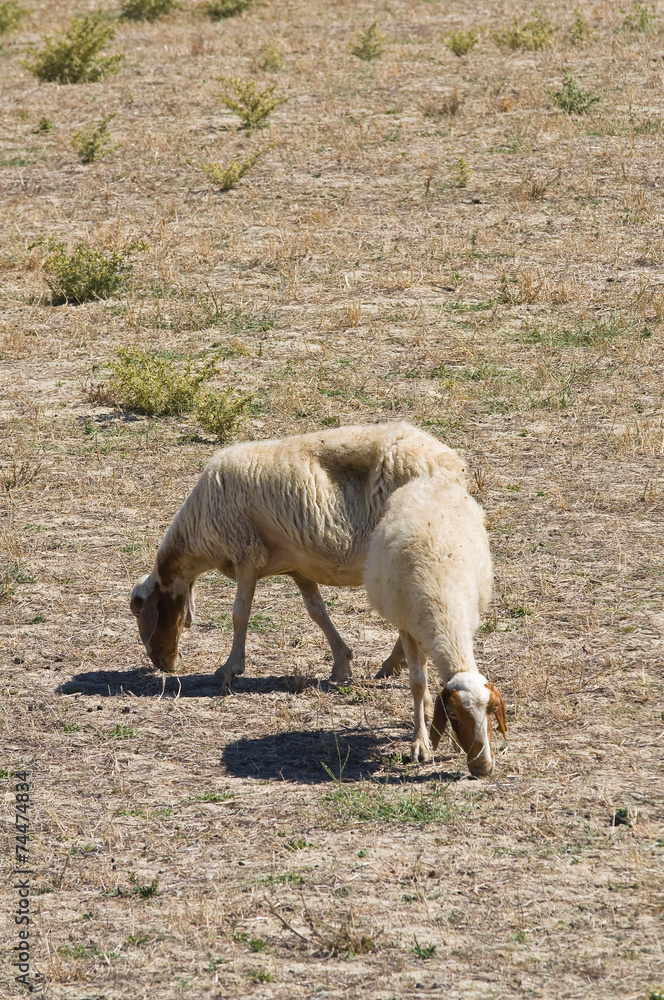Obraz premium Sheep grazing.