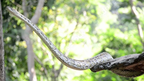 Large Python in Orchard