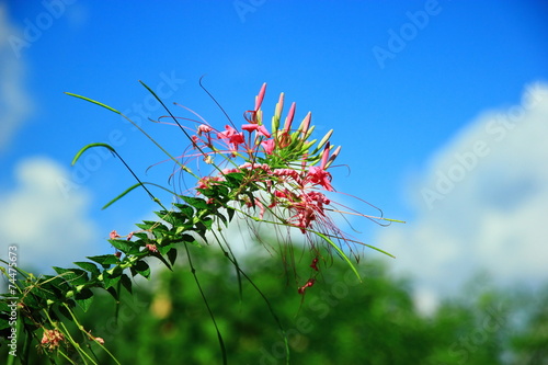 Colorful flowers photo