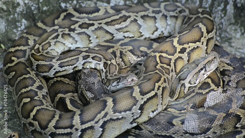 Large Python in Orchard