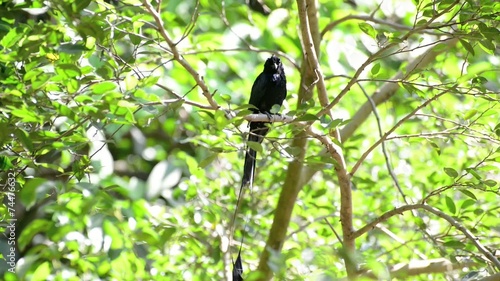 Wallpaper Mural greater racket-tailed drongo Torontodigital.ca