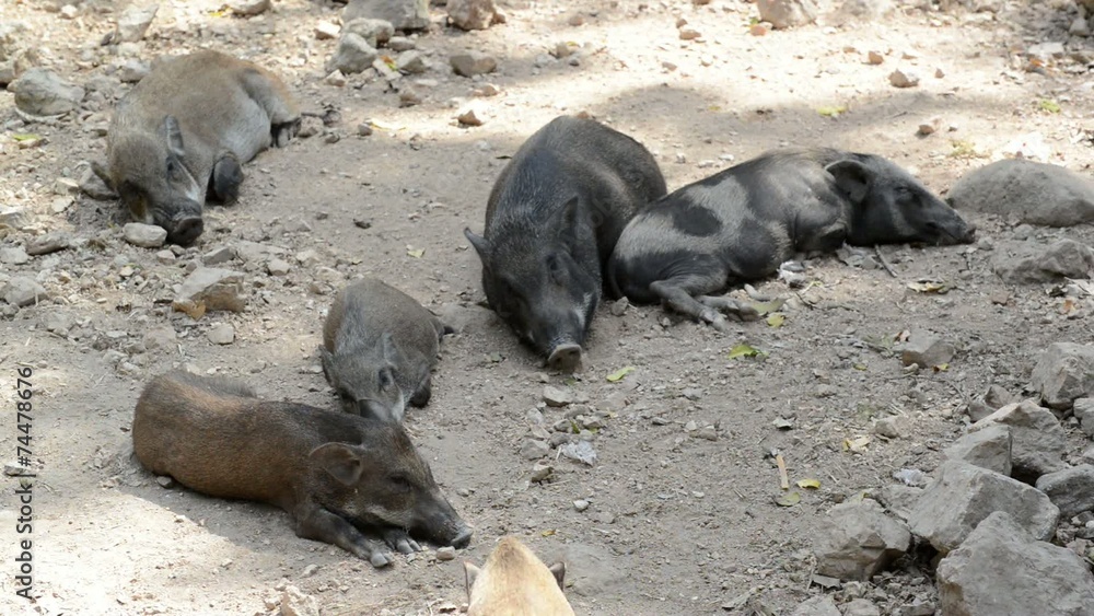 wild boar wild boar