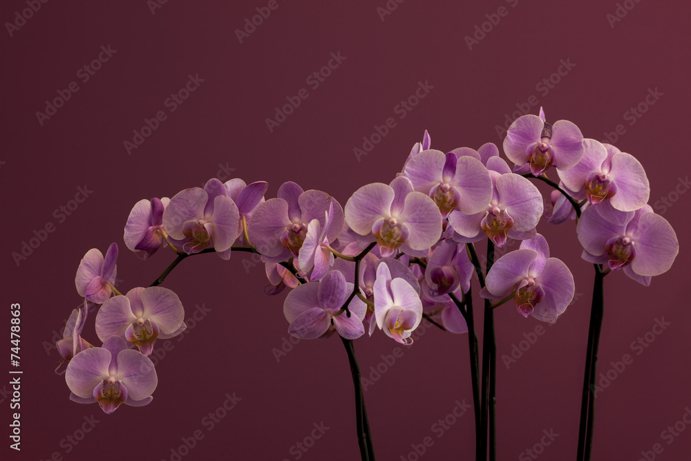 Fototapeta premium bouquet of pink orchid on a purple background