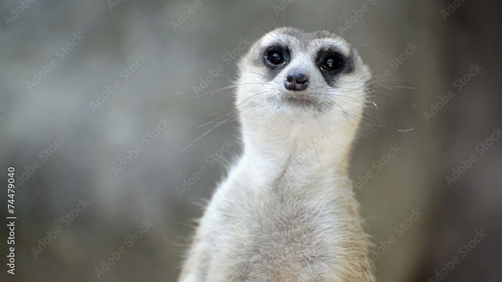 Meerkat (Suricate) family, the small animals of africa Meerkat (Suricate) family, the small animals of africa
