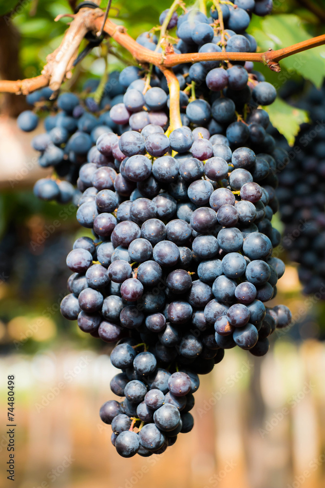 Grapes fruit background Grapes fruit background