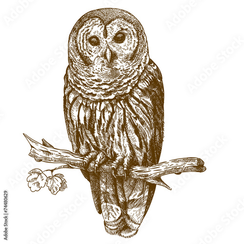 Engraving antique illustration of owl
