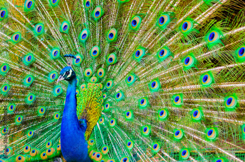 Naklejka premium Portrait of beautiful peacock with feathers out